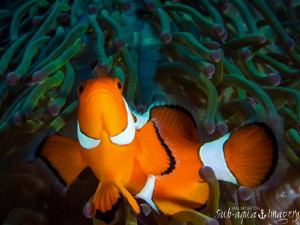 Clown Fish.  43mm Macro on Oly E-M1 by Jan Morton 